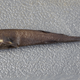 Illustration for article titled A Look at the Extremely Rare—and Extremely Small—Pocket Shark
